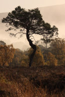 Lone Pine