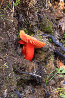 Waxcap