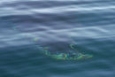 Fluke? Humpback Whale Submerged