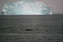 Fin Whale and Massive Iceberg, Greenland