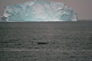 Fin Whale and Berg, East of Greenland