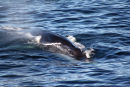 East Greenland - Surfacing Whale