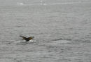 Humpback Fluke - say hello, wave goodbye...