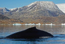 Humpback Whale, Sermilik Fjord, East Greenland