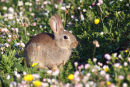Machair Bunny