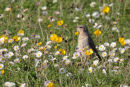 The rabbits were not alone in the Machair...