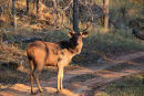 Sambar Stag