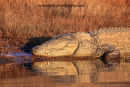 Crocodile Sunset
