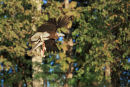 Grey Fish Eagle Flypast...
