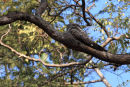 Grey Nightjar
