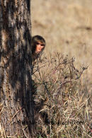 Young Rhesus Monkey