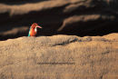 White Breasted Kingfisher