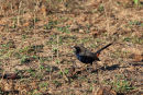 Indian Robin near Satpura