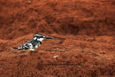 Pied Kingfisher