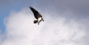 Osprey Hunting - Loch of the Lowes