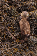 One of Mull's more laidback residents...