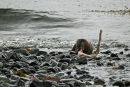Otter Dining, Loch Scridain