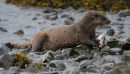 Otter and Dogfish, Loch Scridain