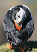 Grooming Puffin, Treshnish Isles