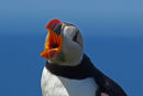 Huffin & Puffin 