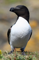 Razorbill looking Sharp