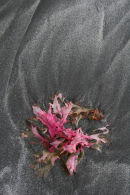 Seaweed Swirl, Loch Buie