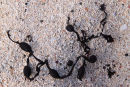 Seaweed Detail