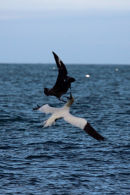 Bonxie Knockdown 
