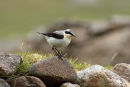 Wheatear