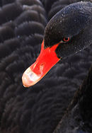 Black Swan, Musselburgh