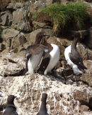Guillemots, Isle of Lunga