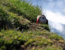 Peepin Puffin