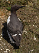 Guillemot Portrait