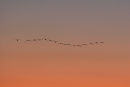 Formation Flying plus One