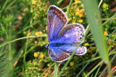 Female Common Blue