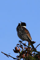 Reed Bunting Singing