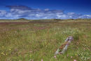Aberlady Nature Reserve