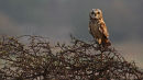 Shot Eared Owl, Aberlady L.N.R.