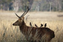Barasingha Stag and Passengers..