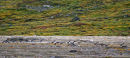 Geese in Flight - Dronning Marie Dal