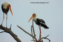 Painted Storks