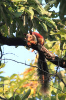 Indian Giant Squirrel