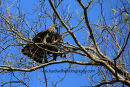 Changeable Hawk Eagle
