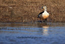 Cone Duck