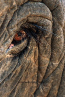 Elephant Close Up