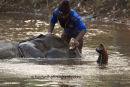 Elephant Bath
