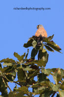 Kestrel