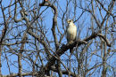 Oriental Honey Buzzard
