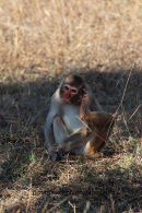 Young Rhesus Monkey
