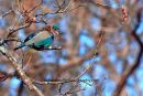 Indian Roller